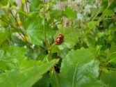 Coccinelles en f&ecirc;te !